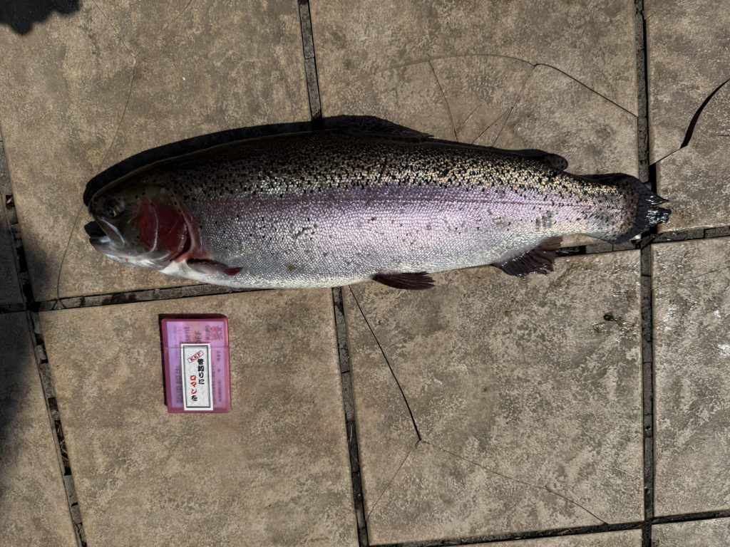 【頂鱒５７ｃｍ】全体
