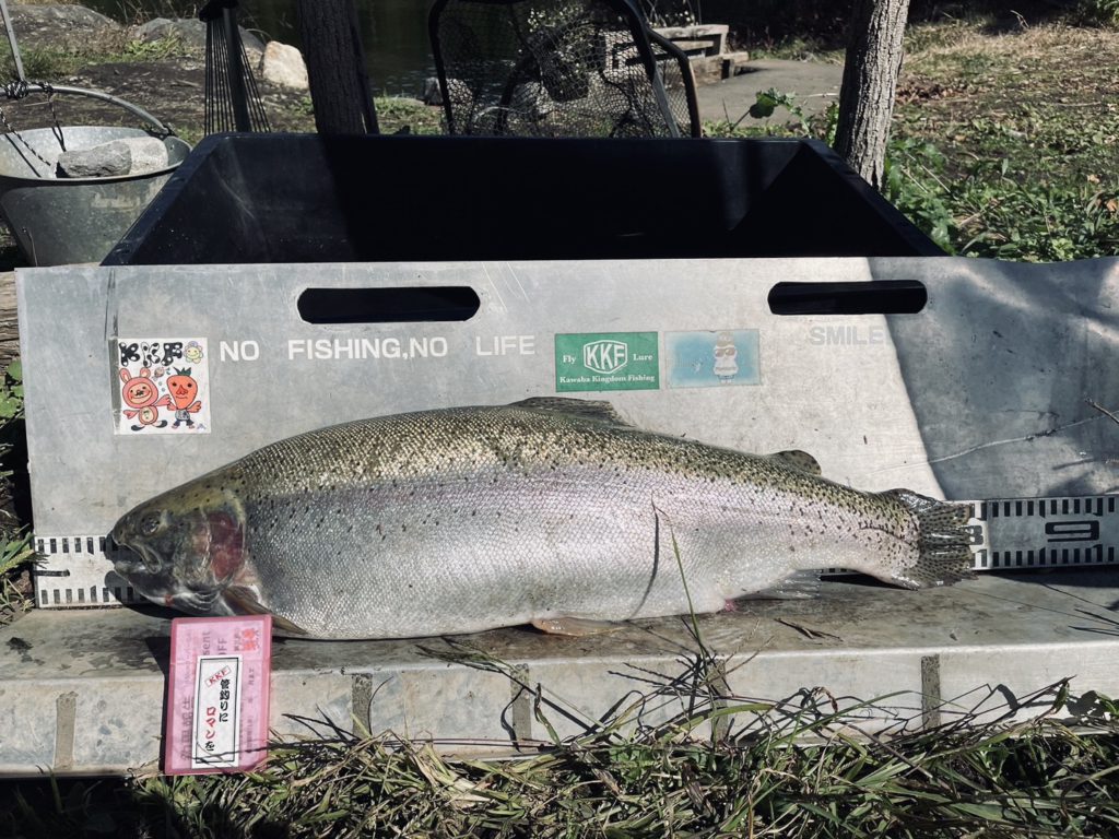 【頂鱒７４ｃｍ】全体