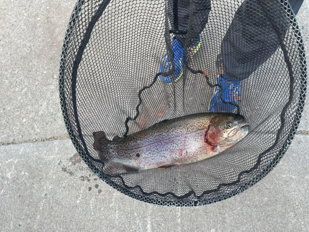 【頂鱒55cm】全体