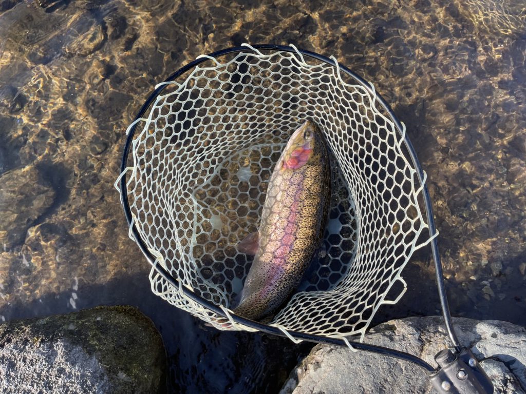 【頂鱒５４ｃｍ】全体