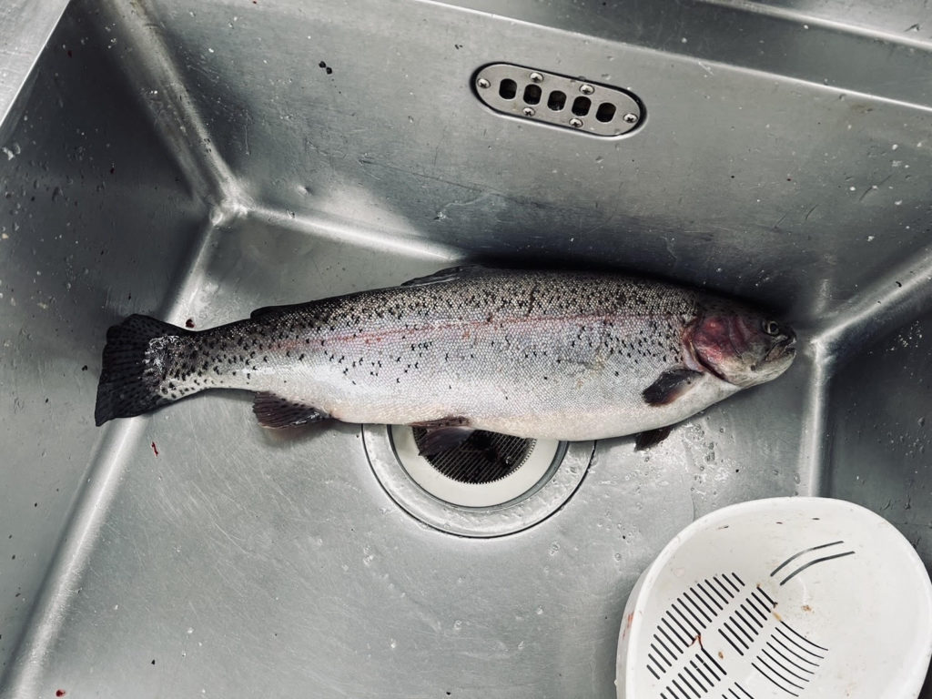 【頂鱒５５ｃｍ】全体