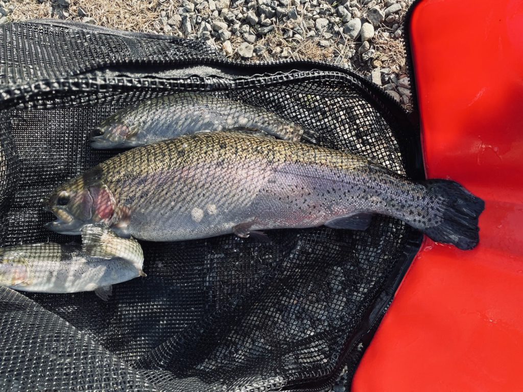 【頂鱒６１ｃｍ】全体