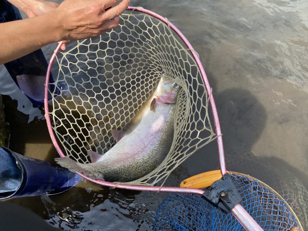 【頂鱒７５ｃｍ】全体