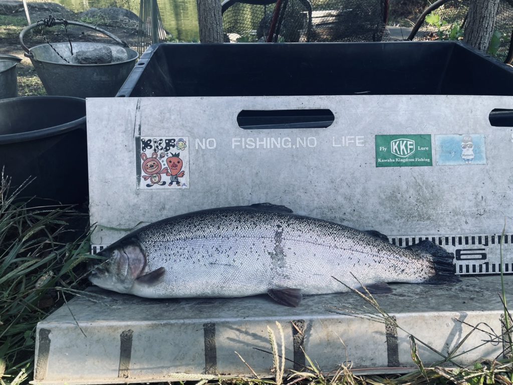 【頂鱒５６ｃｍ】全体