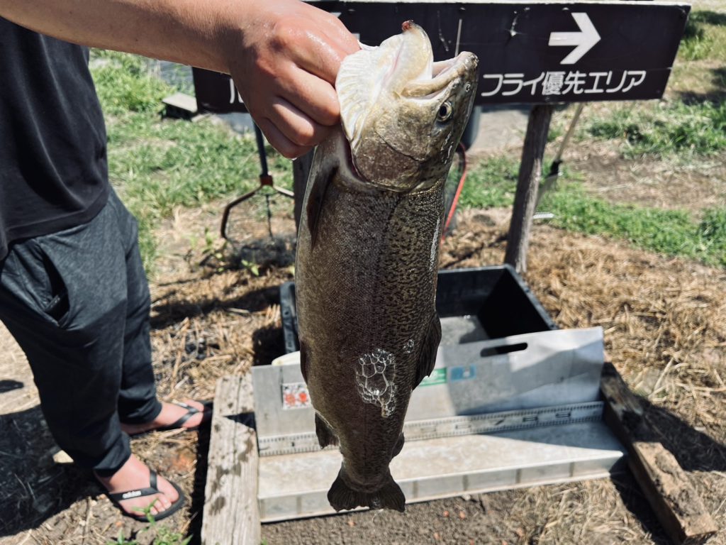 【驚ロック５５ｃｍ】全体