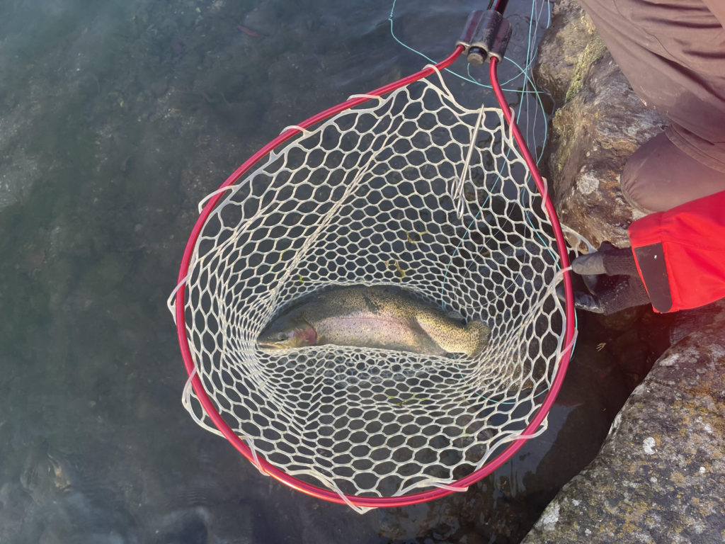 【頂鱒５５ｃｍ】全体