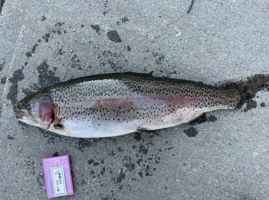 【頂鱒６３ｃｍ】全体