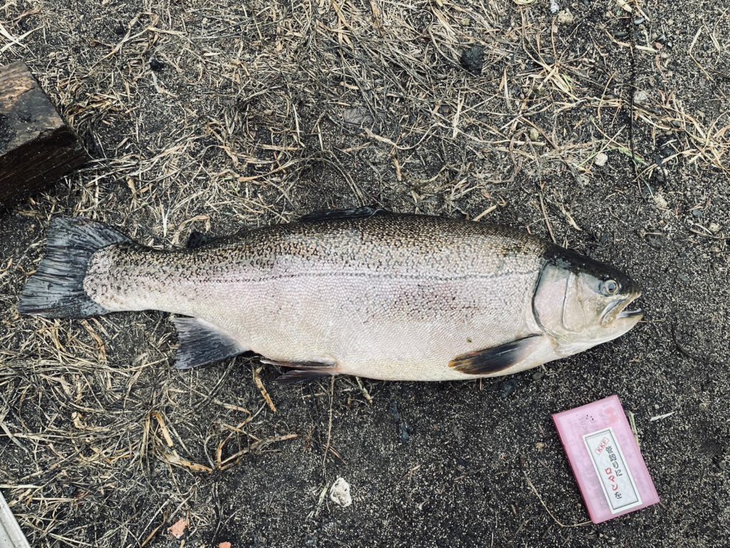 【驚ロック６１ｃｍ】全体