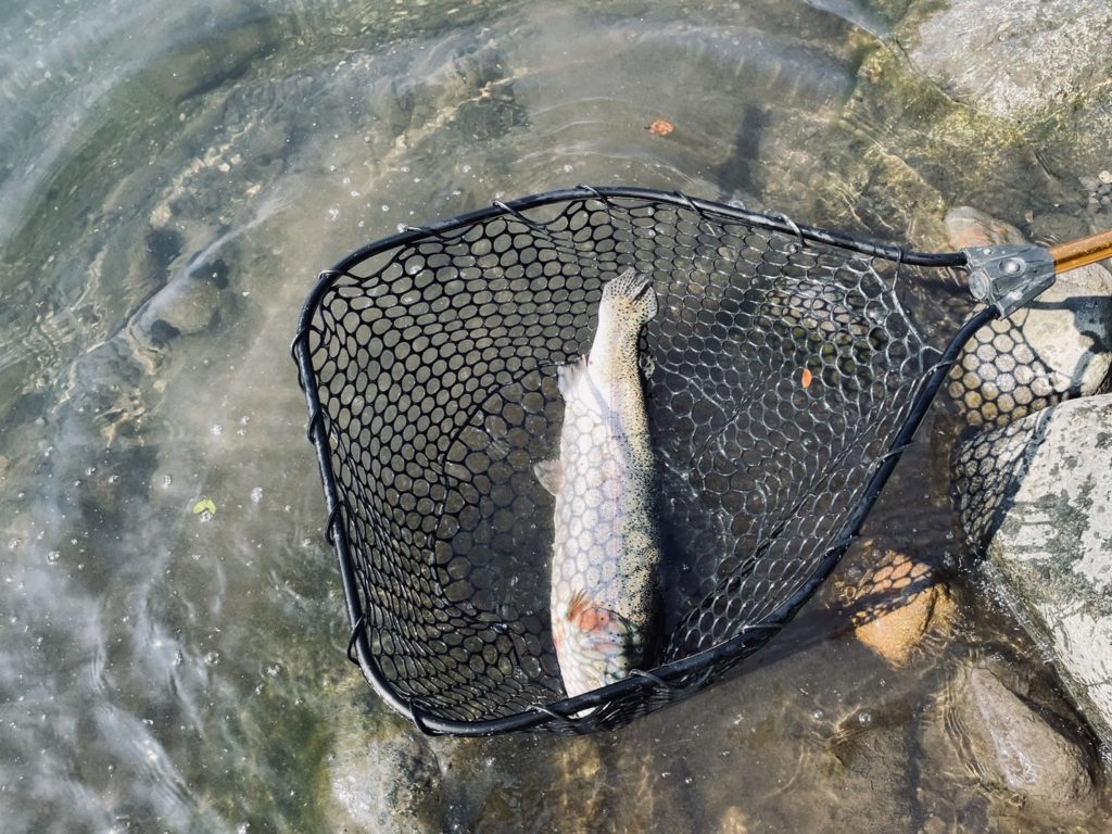 【頂鱒５５ｃｍ】全体