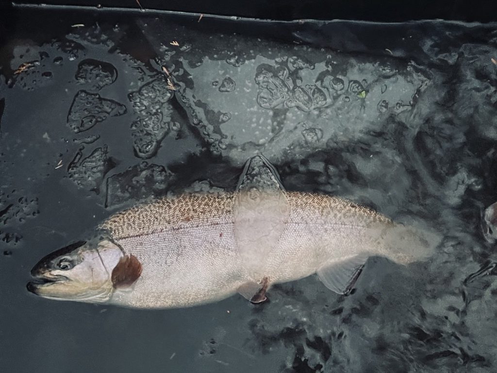 【驚ロック５０ｃｍ】全体