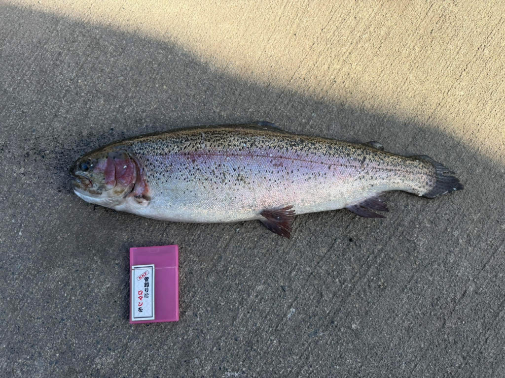 【頂鱒５７ｃｍ】全体