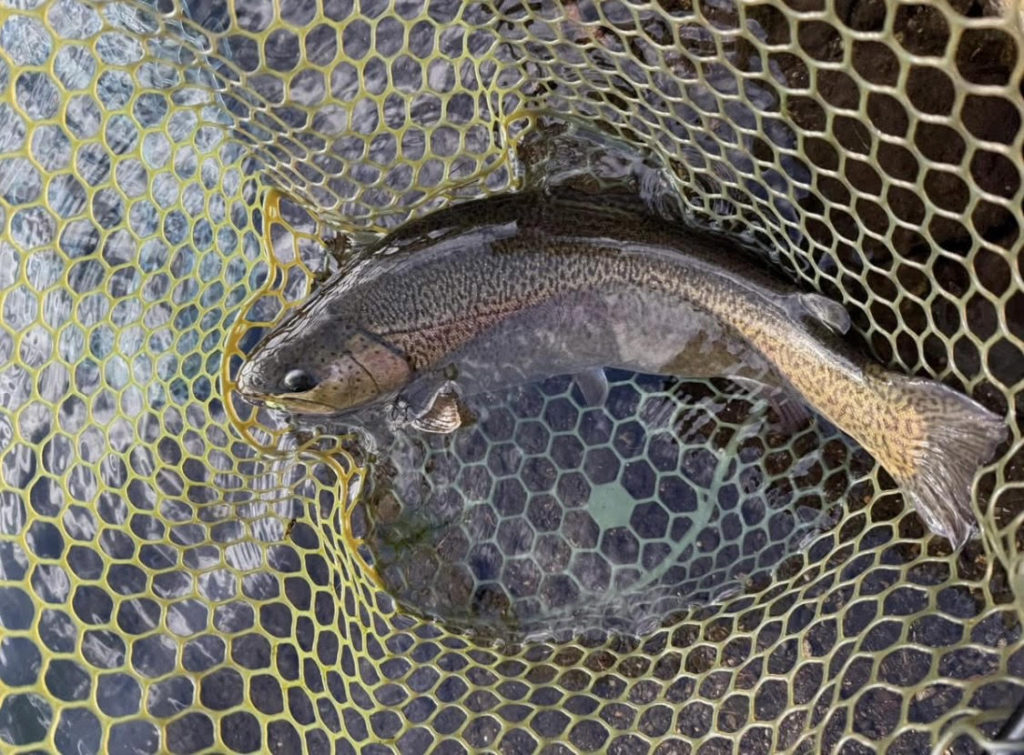 【驚ロック５４ｃｍ】全体