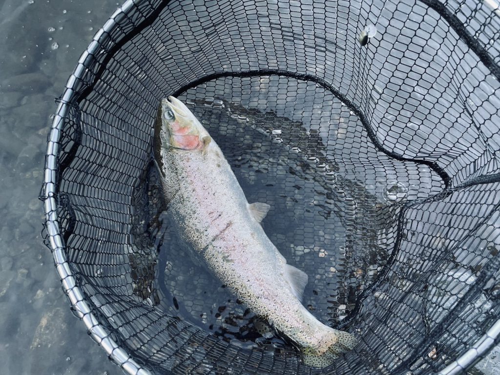 【頂鱒５３ｃｍ】全体