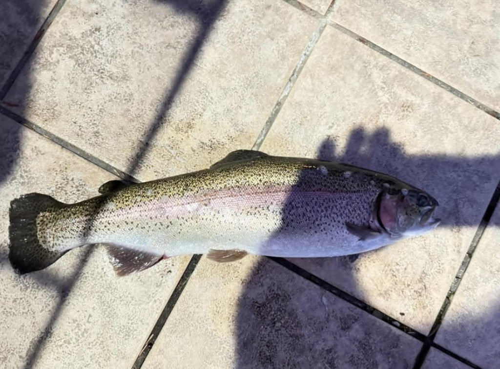 【頂鱒５３ｃｍ】全体