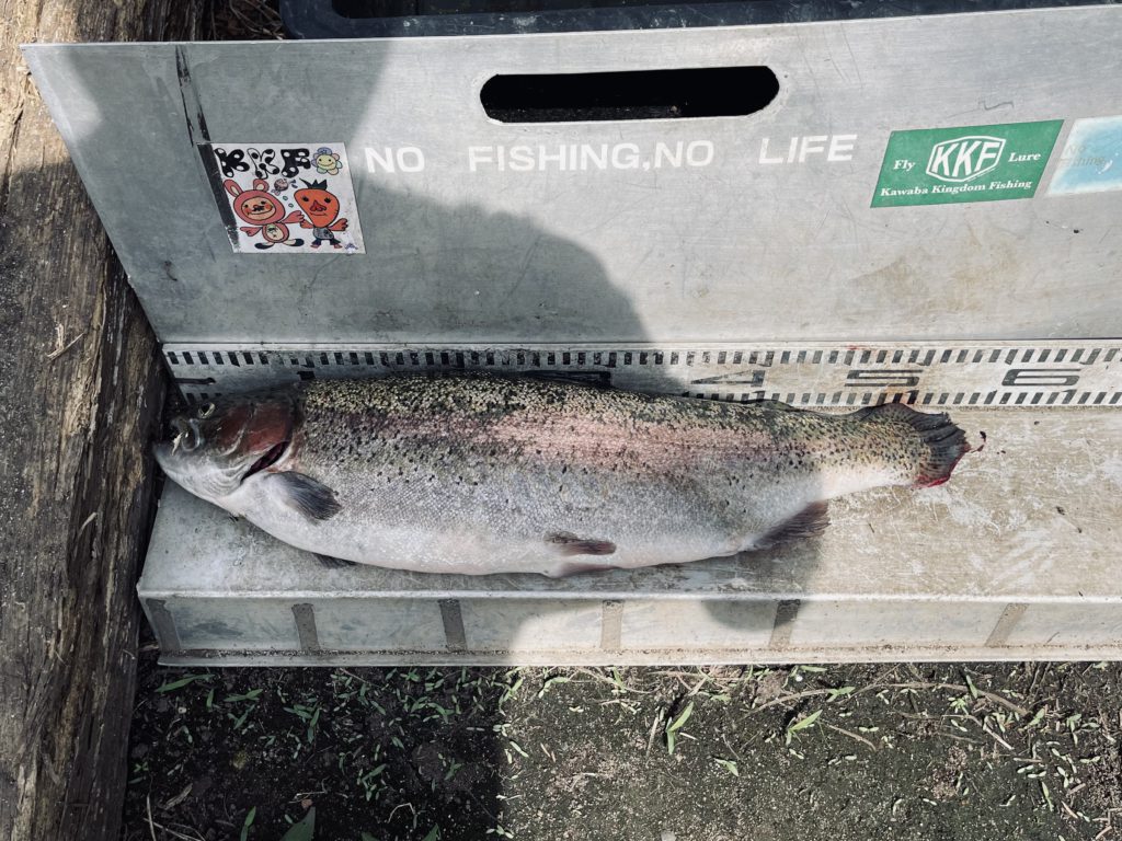 【頂鱒５５ｃｍ】全体