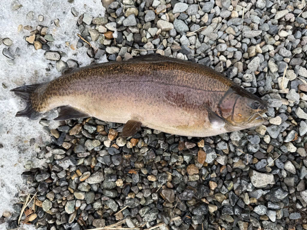 【驚ロック５４ｃｍ】全体