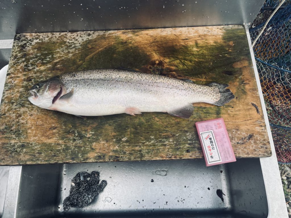 【頂鱒５０ｃｍ】全体