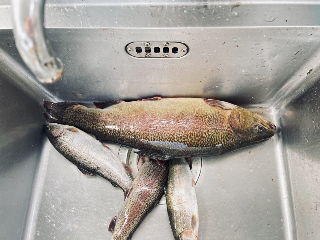 【驚ロック５４ｃｍ】全体