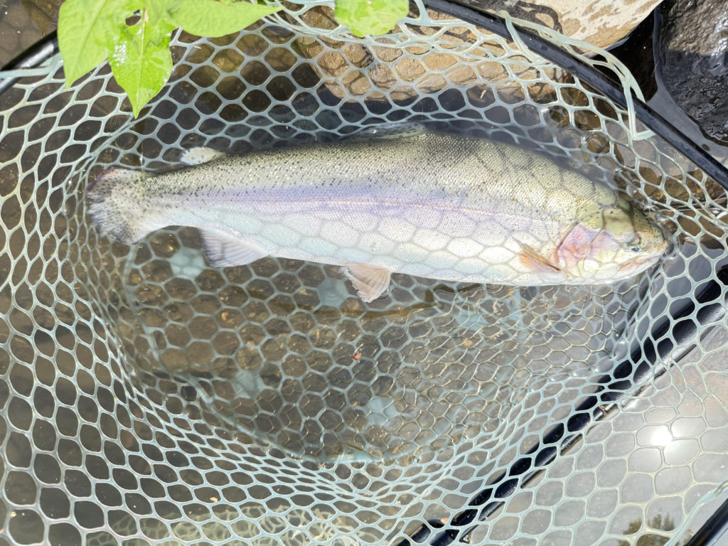 【頂鱒５２ｃｍ】全体