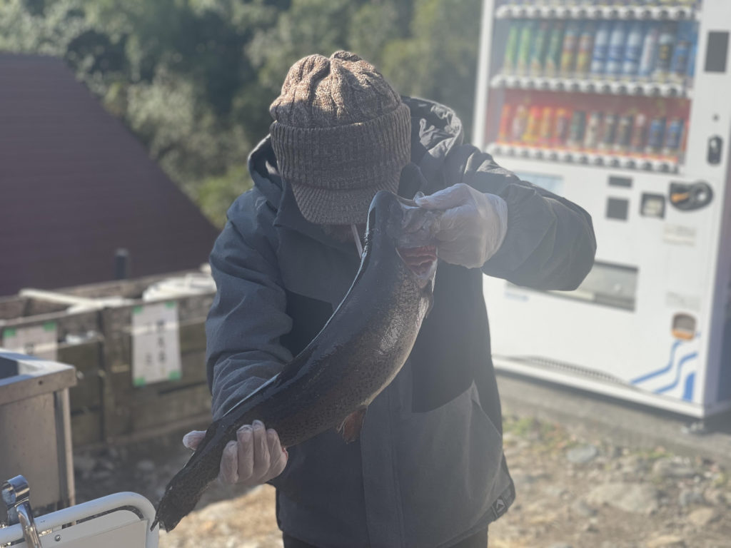 【頂鱒５８ｃｍ】全体