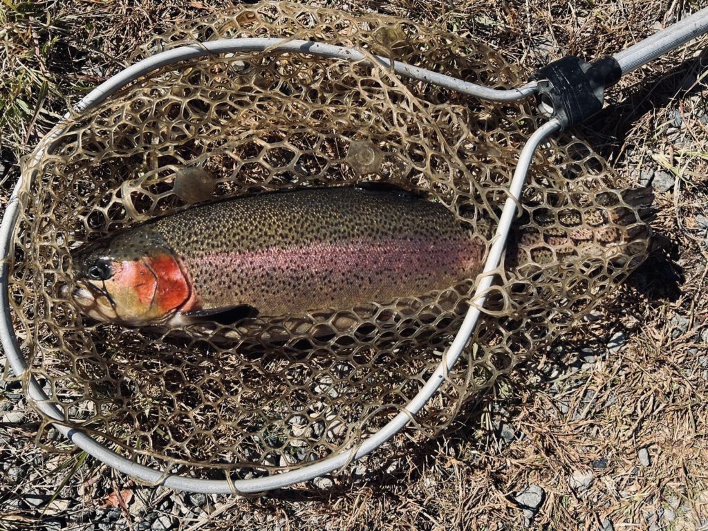 【頂鱒５５ｃｍ】全体