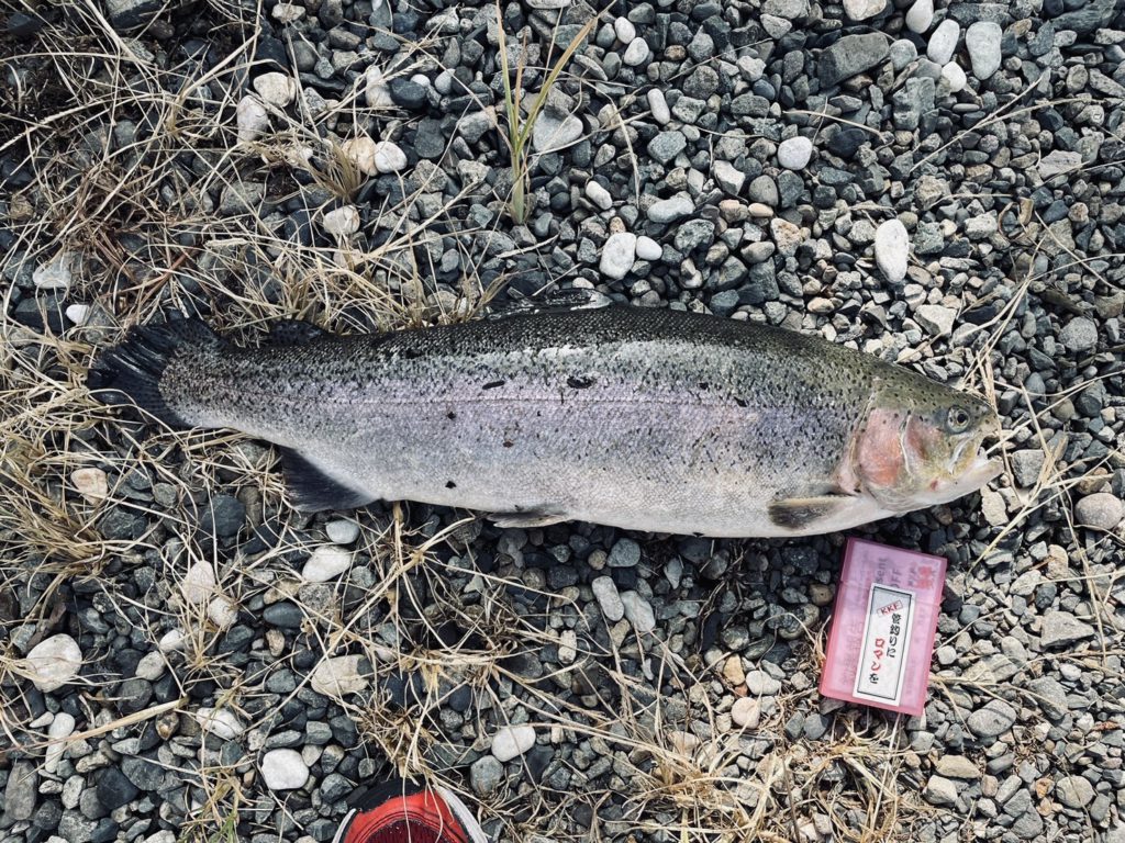 【頂鱒５９ｃｍ】全体