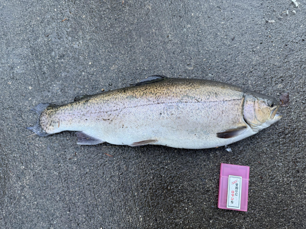 【驚ロック６１ｃｍ】全体