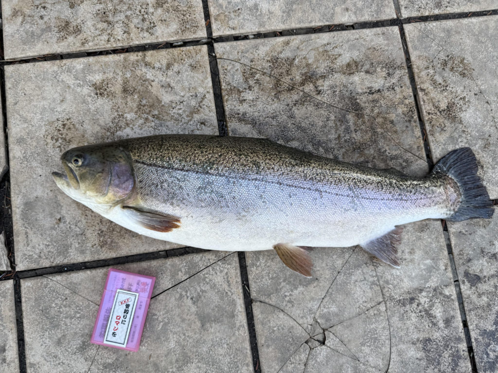 【驚ロック６５ｃｍ】全体