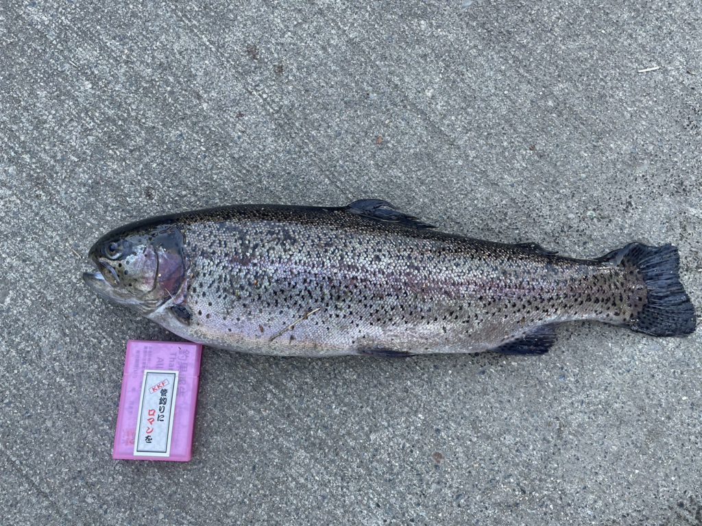 【頂鱒５６ｃｍ】全体