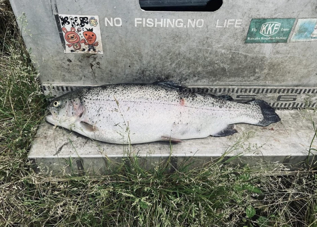 【頂鱒５７ｃｍ】全体