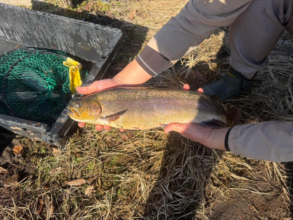 【驚ロック５４ｃｍ】全体