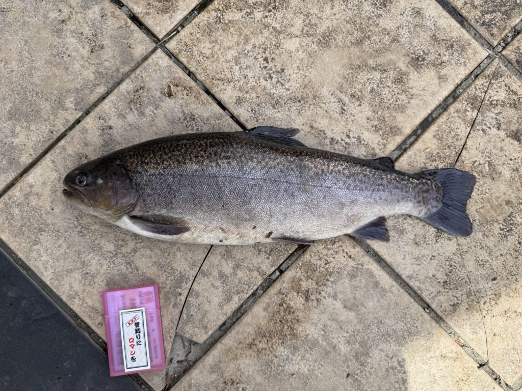 【驚ロック５１ｃｍ】全体