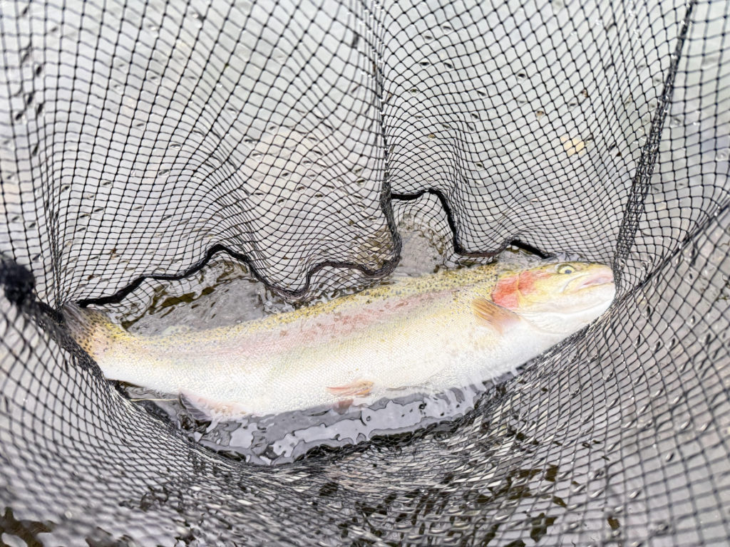 【頂鱒５４ｃｍ】全体