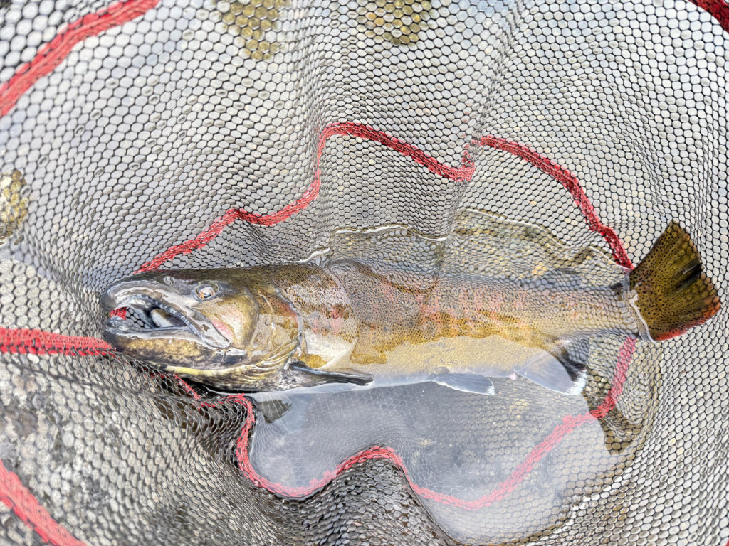 【桜来夢５５ｃｍ】全体