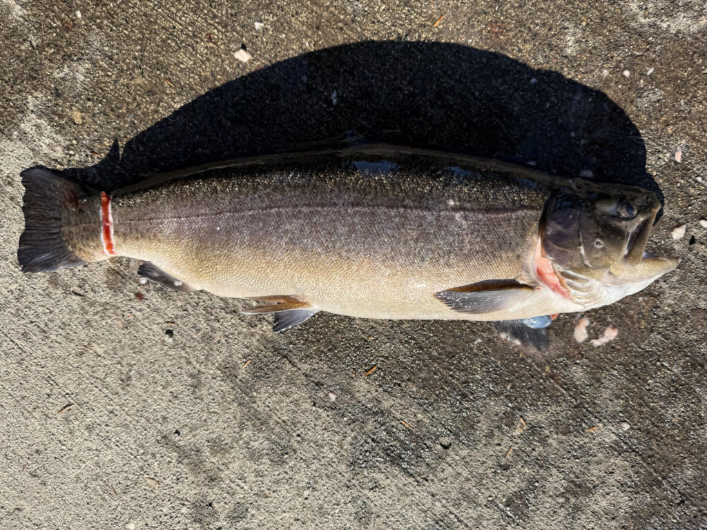 【驚ロック６１ｃｍ】全体