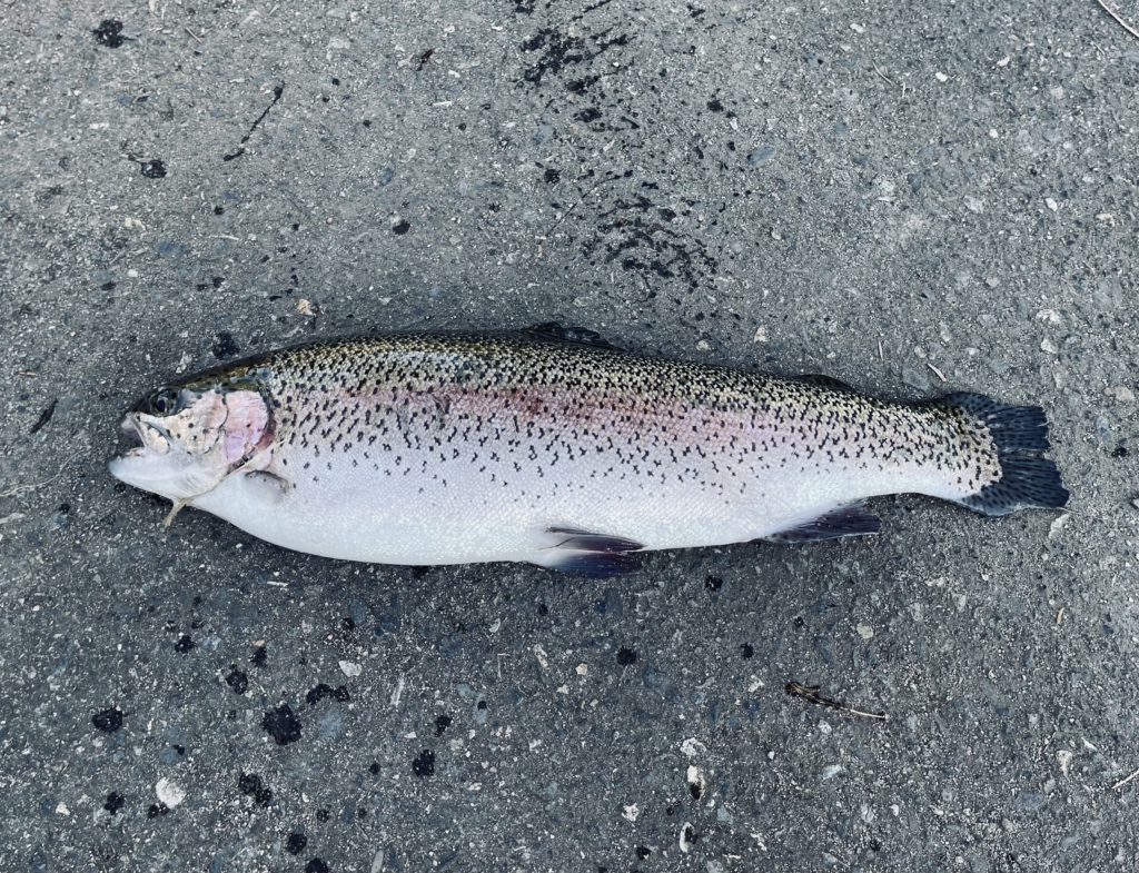 【頂鱒５８ｃｍ】全体