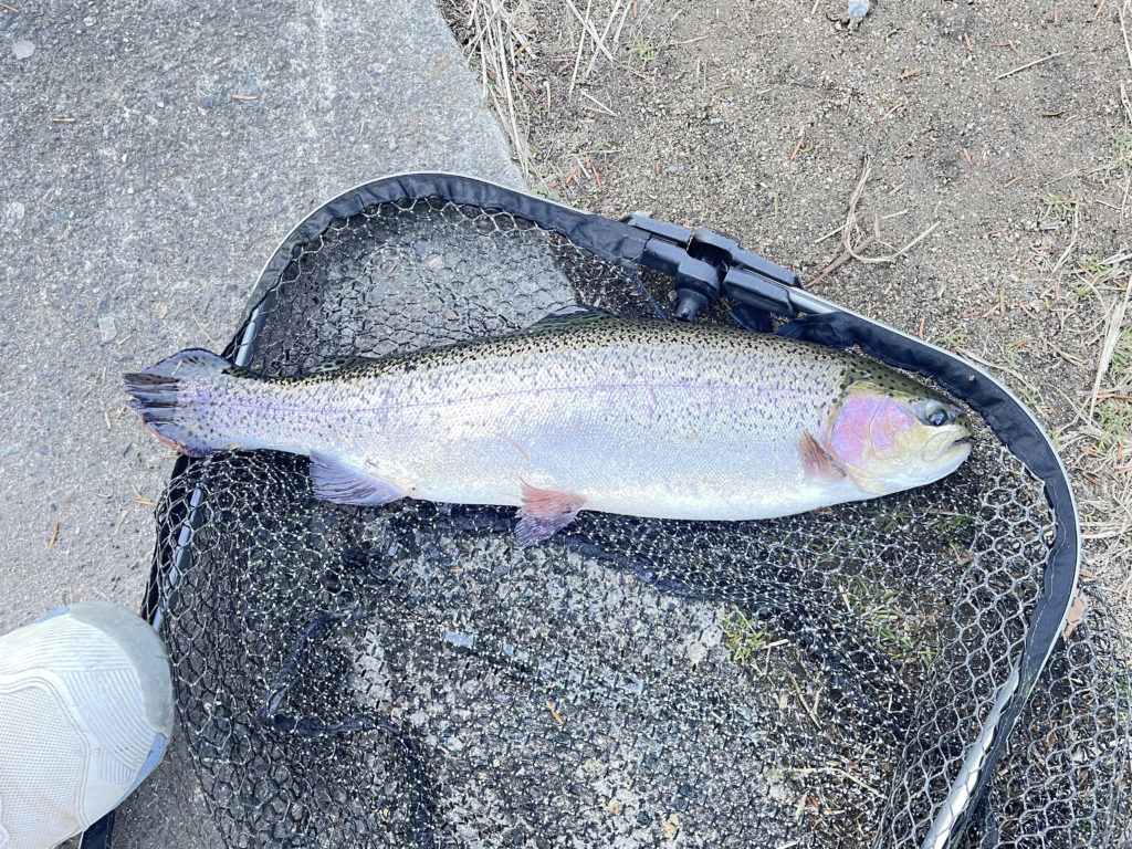 【頂鱒５０ｃｍ】全体