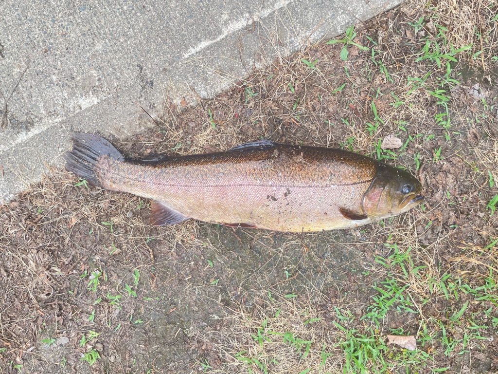 【驚ロック５４ｃｍ】全体