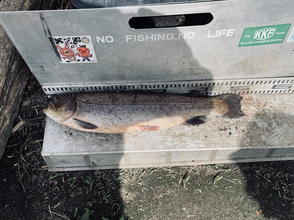 【驚ロック５０ｃｍ】全体