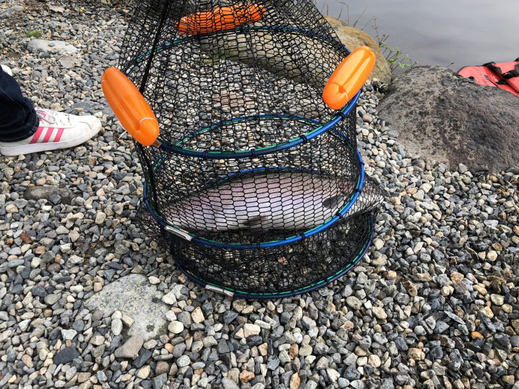 【頂鱒５７ｃｍ】全体