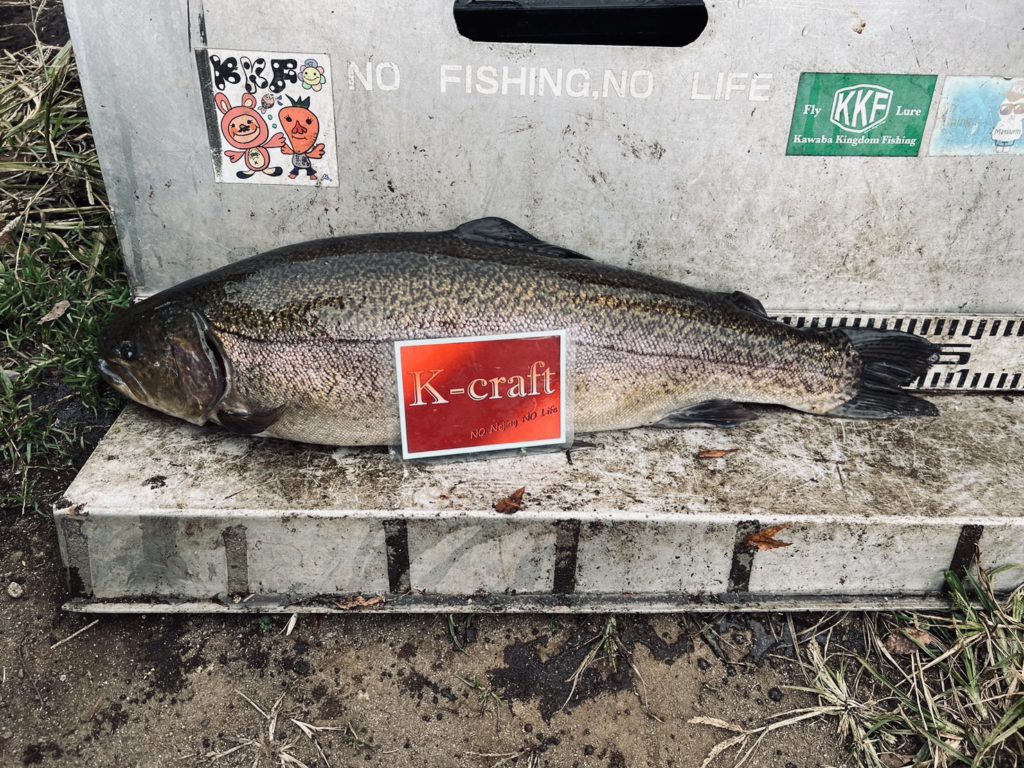 【驚ロック６０ｃｍ】全体