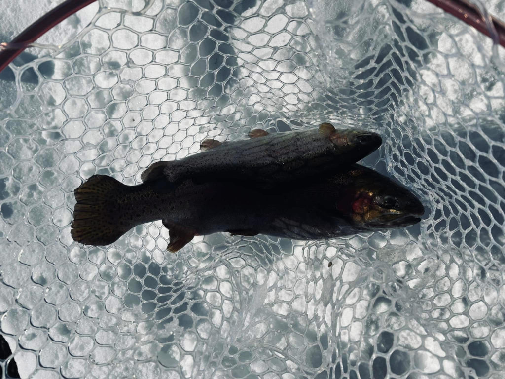 【頂鱒５０ｃｍ】全体