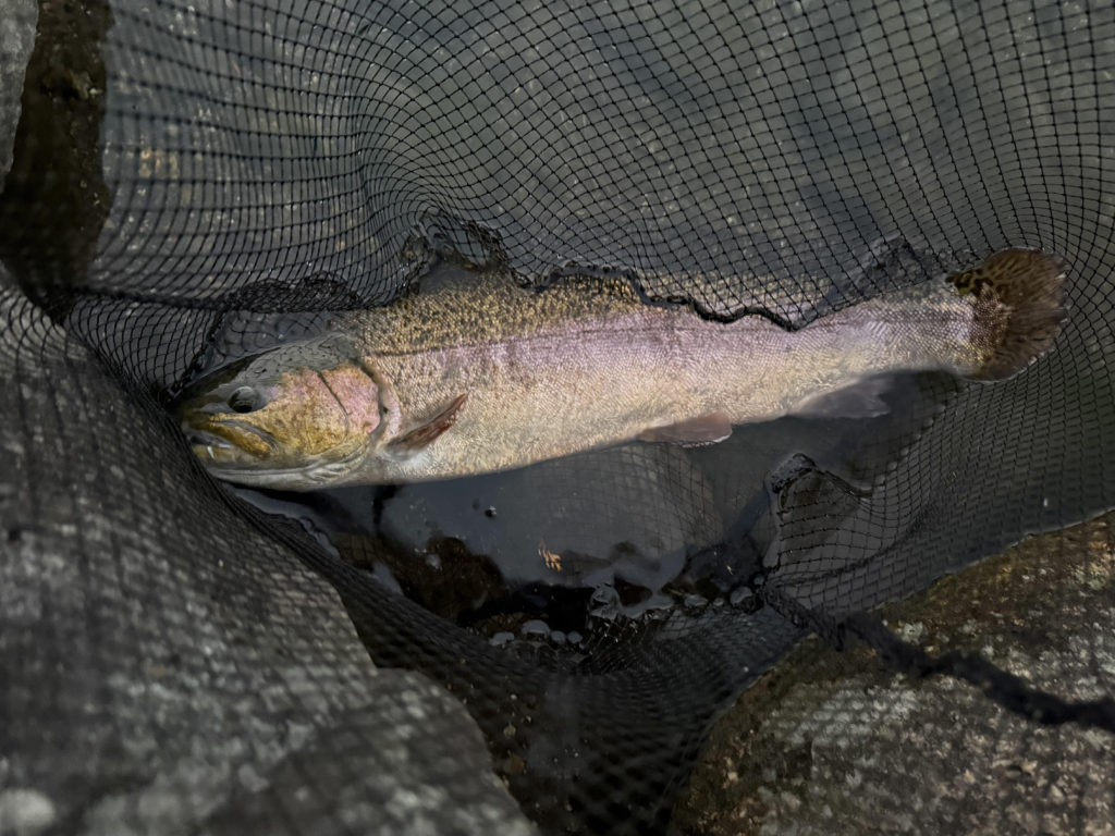 【驚ロック５３ｃｍ】全体