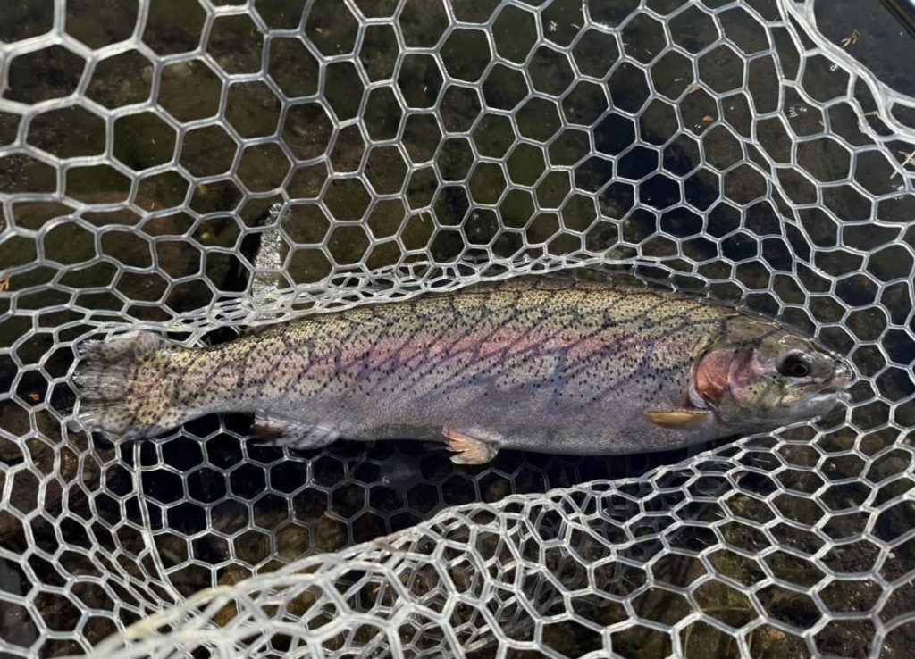 【頂鱒６０ｃｍ】全体