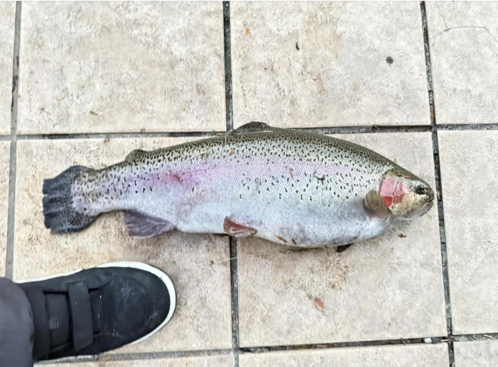 【頂鱒５８ｃｍ】全体