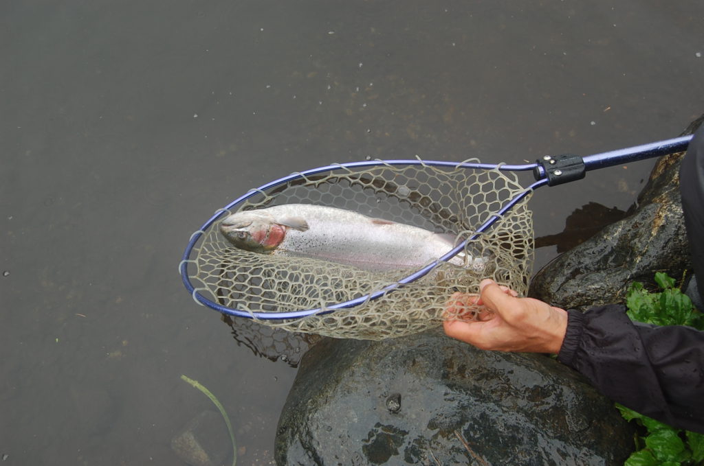 【頂鱒５７ｃｍ】全体