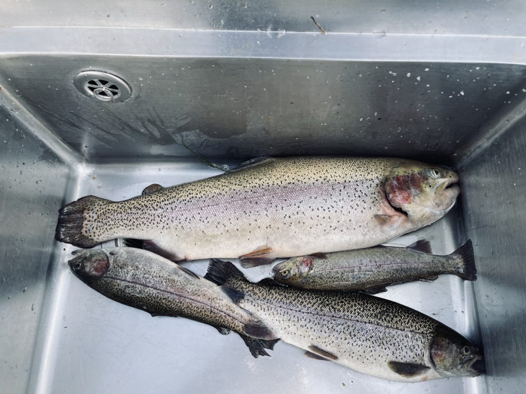 【頂鱒５６ｃｍ】全体