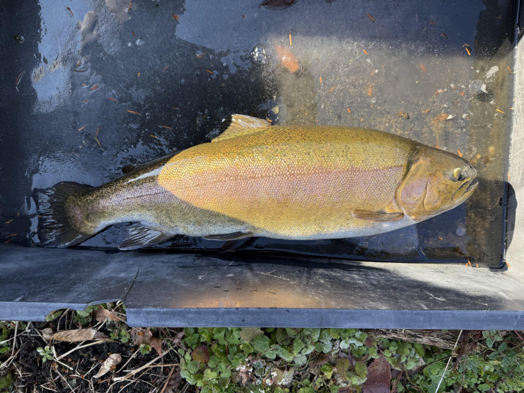 【驚ロック６０ｃｍ】全体