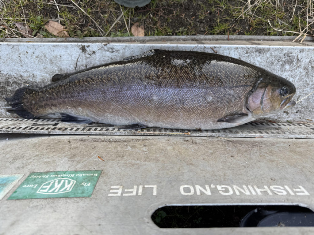 【驚ロック５５ｃｍ】全体