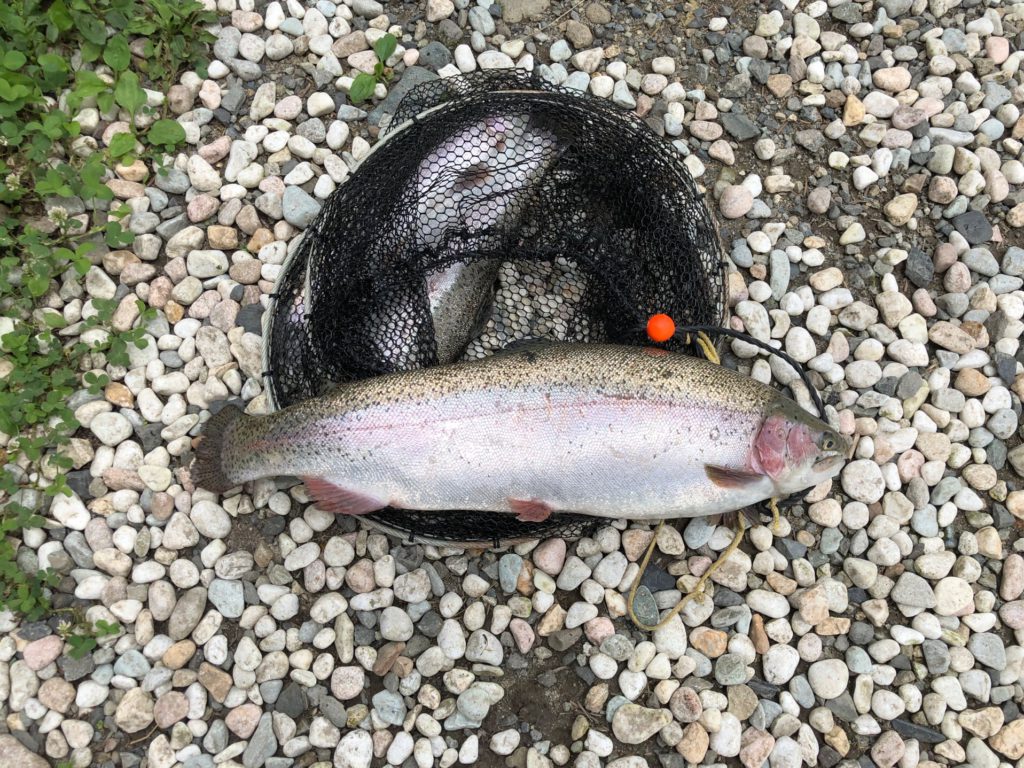 【頂鱒５４ｃｍ】全体
